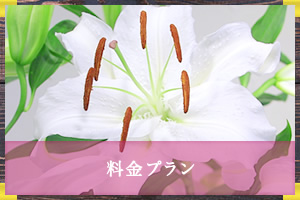 料金プラン